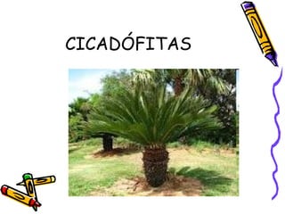 CICADÓFITAS