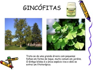 GINCÓFITAS
Trata-se de uma grande árvore com pequenas
folhas em forma de leque, muito comum em jardins.
O Ginkgo biloba é a única espécie viva e dele se
extrai um fitoterápico.