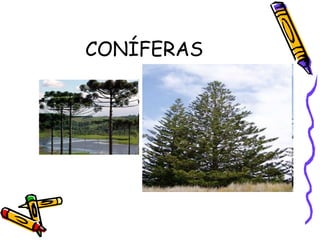 CONÍFERAS