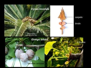 Cycas revoluta
carpelo
óvulo

http://www.si-educa.net

http://ced.fauba.info
botanical-online.com

Ginkgo biloba

publicaciones.ops.org.ar

kwanten.home

http://ced.fauba.info

2 óvulos

Semillas carnosas

 
