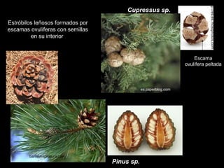 Estróbilos leñosos formados por
escamas ovulíferas con semillas
en su interior

http://es-es.mostphotos.com

Cupressus sp.

Escama
ovulífera peltada

es.paperblog.com

barresfotonatura.com

Pinus sp.

http://www.varbak.com

 