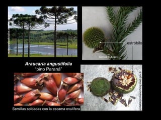 mateusrafaelbioifes.wordpress.com

estróbilo

Semillas soldadas con la escama ovulífera

portaldoprofessorhmg.mec.gov.b

nearural.com

Araucaria angustifolia
“pino Paraná”

 