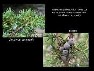 Estróbilos globosos formados por
escamas ovulíferas carnosas con
semillas en su interior

Estróbilo
djebahia.com

Juniperus communis

 