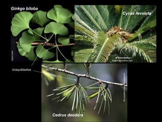 Ginkgo biloba

cepvi.com

Cycas revoluta

botanical-online.com

braquiblastos
mediateca.educa.madrid.org

Cedrus deodara

 