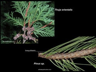 Thuja orientalis

plantsystematics.org

braquiblasto

Pinus sp.
arbolesyarbustos.com

 