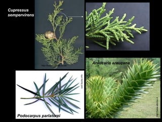 Cupressus
sempervirens

Araucaria araucana

Podocarpus parlatorei

http://www.elicriso.it

ced.fauba.info

http://herbarivirtual.uib.es

 