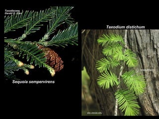 Taxodium distichum

braquiblasto

Sequoia sempervirens

sbs.utexas.edu

 