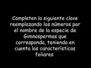 Completen la siguiente clave
reemplazando los números por
el nombre de la especie de
Gimnospermas que
corresponda, teniendo en
cuenta las características
foliares

 