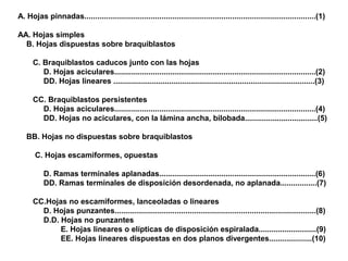A. Hojas pinnadas............................................................................................................(1)
AA. Hojas simples
B. Hojas dispuestas sobre braquiblastos
C. Braquiblastos caducos junto con las hojas
D. Hojas aciculares..............................................................................................(2)
DD. Hojas lineares ..............................................................................................(3)
CC. Braquiblastos persistentes
D. Hojas aciculares..............................................................................................(4)
DD. Hojas no aciculares, con la lámina ancha, bilobada..................................(5)
BB. Hojas no dispuestas sobre braquiblastos
C. Hojas escamiformes, opuestas
D. Ramas terminales aplanadas.........................................................................(6)
DD. Ramas terminales de disposición desordenada, no aplanada.................(7)
CC.Hojas no escamiformes, lanceoladas o lineares
D. Hojas punzantes..............................................................................................(8)
D.D. Hojas no punzantes
E. Hojas lineares o elípticas de disposición espiralada...........................(9)
EE. Hojas lineares dispuestas en dos planos divergentes....................(10)

 
