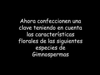 Ahora confeccionen una
clave teniendo en cuenta
las características
florales de las siguientes
especies de
Gimnospermas

 