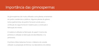 Importância das gimnospermas
As gimnospermas são muito utilizadas como plantas ornamentais
em jardins residenciais e públicos. Algumas plantas do gênero
CyCas (palmeirinhas-de-jardim) fornecem amido para a
confecção do sagu).Fornecem madeira para a construção e
fabricação de móveis.
A madeira é utilizada na fabricação de papel. A resina dos
pinheiros é utilizada na fabricação de desinfetantes e na
perfumaria.
O pinheiro Abies balsamea fornece o bálsamo-do-canadá,
utilizado na preparação de lâminas nos laboratórios de análises.
 