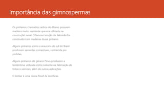 Importância das gimnospermas
Os pinheiros chamados cedros-do-líbano possuem
madeira muito resistente que era utilizada na
construção naval. O famoso templo de Salomão foi
construído com madeiras desse pinheiro.
Alguns pinheiros como a araucária do sul do Brasil
produzem sementes comestíveis, conhecida por
pinhões.
Alguns pinheiros do gênero Pinus produzem a
terebintina, utilizada como solvente na fabricação de
tintas e vernizes, além de outras aplicações.
O âmbar é uma resina fóssil de coníferas.
 