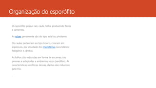 Organização do esporófito
O esporófito possui raiz, caule, folha, produzindo flores
e sementes.
As raízes geralmente são do tipo axial ou pivotante.
Os caules pertencem ao tipo tronco, crescem em
espessura, por atividade dos meristemas secundários:
felogênio e câmbio.
As folhas são reduzidas em forma de escamas; são
perenes e adaptadas a ambientes secos (xerófilas). As
características xerofíticas dessas plantas são induzidas
pelo frio.
.
 