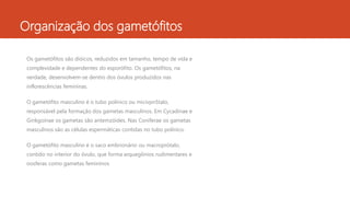 Organização dos gametófitos
Os gametófitos são dióicos, reduzidos em tamanho, tempo de vida e
complexidade e dependentes do esporófito. Os gametófitos, na
verdade, desenvolvem-se dentro dos óvulos produzidos nas
inflorescências femininas.
O gametófito masculino é o tubo polínico ou micivpn5talo,
responsável pela formação dos gametas masculinos. Em Cycadinae e
Ginkgoinae os gametas são antemzóides. Nas Coniferae os gametas
masculinos são as células espermáticas contidas no tubo polínico.
O gametófito masculino é o saco embrionário ou macroprótalo,
contido no interior do óvulo, que forma arquegônios rudimentares e
oosferas como gametas femininos
 