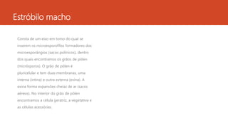 Estróbilo macho
Consta de um eixo em tomo do qual se
inserem os microesporofilos formadores dos
microesporângios (sacos polínicos), dentro
dos quais encontramos os grãos de pólen
(micrósporos). O grão de pólen é
pluricelular e tem duas membranas, uma
interna (intina) e outra externa (exina). A
exina forma expansões cheias de ar (sacos
aéreos). No interior do grão de pólen
encontramos a célula geratriz, a vegetativa e
as células acessórias.
 