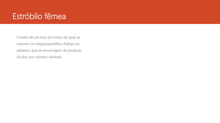 Estróbilo fêmea
Consta de um eixo em tomo do qual se
inserem os megaesporofilos (folhas cai-
pelares), que se encarregam de produzir
óvulos, em número variável.
 