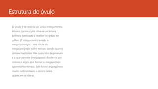 Estrutura do óvulo
O óvulo é revestido por único integumento.
Abaixo da micrópila situa-se a câmara
polínica destinada a receber os grãos de
pólen. O integumento reveste o
megasporângio. Uma célula do
megasporângio sofre meiose, dando quatro
células haplóides, das quais três degeneram
e a que persiste (megásporo) divide-se por
mitose e acaba por formar o megaprótalo
(gametófito fêmea). Este forma arquegônios
muito rudimentares e dentro deles
aparecem oosferas.
 
