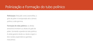 Polinização e Formação do tubo polínico
Polinização: feita pelo vento (anemofilia), o
grão de pólen é transportado até a câmara
polínica, onde germina.
Formação do tubo polínico: as células
acessórias envolvem as células do grão de
pólen, formando a parede do tubo polínico.
A célula geratriz divide-se, dando origem a
dois núcleos espermáticos (gametas
masculinos).
 
