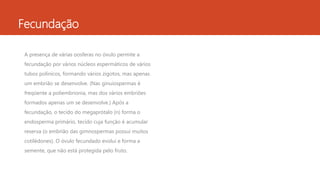 Fecundação
A presença de várias oosferas no óvulo permite a
fecundação por vários núcleos espermáticos de vários
tubos polínicos, formando vários zigotos, mas apenas
um embrião se desenvolve. (Nas ginuiospermas é
freqüente a poliembrionia, mas dos vários embriões
formados apenas um se desenvolve.) Após a
fecundação, o tecido do megaprótalo (n) forma o
endosperma primário, tecido cuja função é acumular
reserva (o embrião das gimnospermas possui muitos
cotilédones). O óvulo fecundado evolui e forma a
semente, que não está protegida pelo fruto.
 