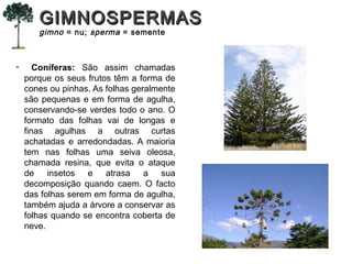 - Coníferas: São assim chamadas
porque os seus frutos têm a forma de
cones ou pinhas. As folhas geralmente
são pequenas e em forma de agulha,
conservando-se verdes todo o ano. O
formato das folhas vai de longas e
finas agulhas a outras curtas
achatadas e arredondadas. A maioria
tem nas folhas uma seiva oleosa,
chamada resina, que evita o ataque
de insetos e atrasa a sua
decomposição quando caem. O facto
das folhas serem em forma de agulha,
também ajuda a árvore a conservar as
folhas quando se encontra coberta de
neve.
GIMNOSPERMASGIMNOSPERMAS
gimno = nu; sperma = semente
 