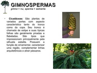 - Cicadáceas: São plantas de
variados portes com aspecto
característico tanto do tronco
como da copa. Seu tronco é
chamado de estipe e suas típicas
folhas são geralmente pinadas e
flabeladas. São tipos que
impressionam principalmente pela
silhueta esbelta. Possuem a
função de ornamentar, caracterizar
uma região, complementar linhas
arquitetônicas e atrair pássaros.
GIMNOSPERMASGIMNOSPERMAS
gimno = nu; sperma = semente
 