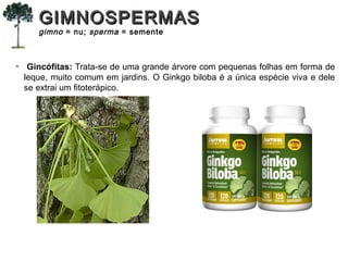 - Gincófitas: Trata-se de uma grande árvore com pequenas folhas em forma de
leque, muito comum em jardins. O Ginkgo biloba é a única espécie viva e dele
se extrai um fitoterápico.
GIMNOSPERMASGIMNOSPERMAS
gimno = nu; sperma = semente
 