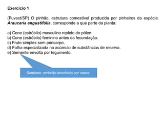 Exercício 1
(Fuvest/SP) O pinhão, estrutura comestível produzida por pinheiros da espécie
Araucaria angustifólia, corresponde a que parte da planta:
a) Cone (estróbilo) masculino repleto de pólen.
b) Cone (estróbilo) feminino antes da fecundação.
c) Fruto simples sem pericarpo.
d) Folha especializada no acúmulo de substâncias de reserva.
e) Semente envolta por tegumento.
Semente: embrião envolvido por casca.
 