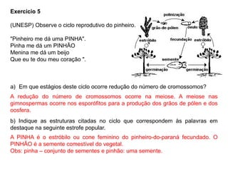 Exercício 5
(UNESP) Observe o ciclo reprodutivo do pinheiro.
"Pinheiro me dá uma PINHA".
Pinha me dá um PINHÃO
Menina me dá um beijo
Que eu te dou meu coração ".
a) Em que estágios deste ciclo ocorre redução do número de cromossomos?
b) Indique as estruturas citadas no ciclo que correspondem às palavras em
destaque na seguinte estrofe popular.
A redução do número de cromossomos ocorre na meiose. A meiose nas
gimnospermas ocorre nos esporófitos para a produção dos grãos de pólen e dos
oosfera.
A PINHA é o estróbilo ou cone feminino do pinheiro-do-paraná fecundado. O
PINHÃO é a semente comestível do vegetal.
Obs: pinha – conjunto de sementes e pinhão: uma semente.
 