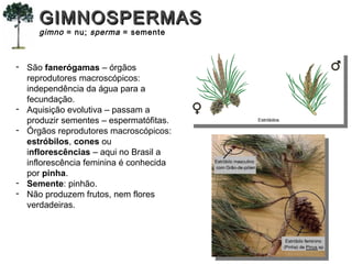 - São fanerógamas – órgãos
reprodutores macroscópicos:
independência da água para a
fecundação.
- Aquisição evolutiva – passam a
produzir sementes – espermatófitas.
- Órgãos reprodutores macroscópicos:
estróbilos, cones ou
inflorescências – aqui no Brasil a
inflorescência feminina é conhecida
por pinha.
- Semente: pinhão.
- Não produzem frutos, nem flores
verdadeiras.
GIMNOSPERMASGIMNOSPERMAS
gimno = nu; sperma = semente
 
