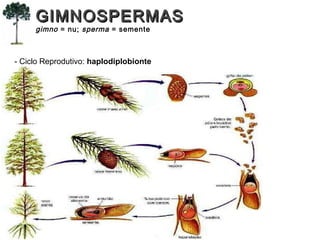 - Ciclo Reprodutivo: haplodiplobionte
GIMNOSPERMASGIMNOSPERMAS
gimno = nu; sperma = semente
 