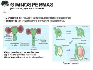 - Gametófito (n): reduzido, transitório, dependente do esporófito.
- Esporófito (2n): desenvolvido, duradouro, independente.
Célula germinativa, espermática ou
reprodutora: gametas masculinos.
Célula vegetativa: mitose do tubo polínico.
Saco embrionário.
GIMNOSPERMASGIMNOSPERMAS
gimno = nu; sperma = semente
 