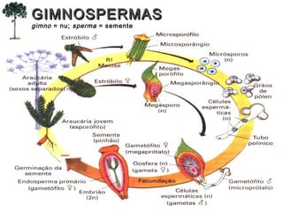 GIMNOSPERMASGIMNOSPERMAS
gimno = nu; sperma = semente
 