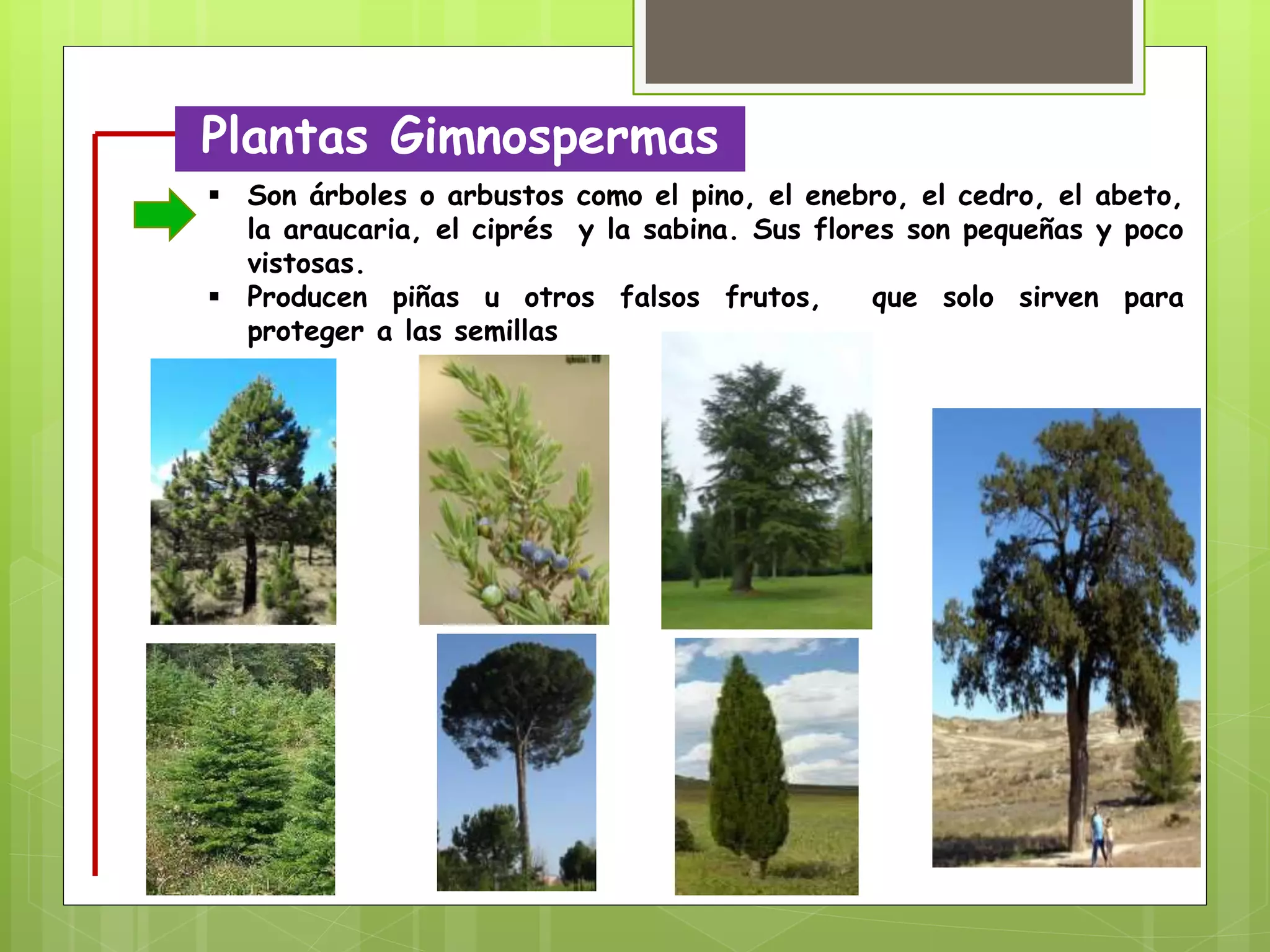 Gimnospermas | PPTX