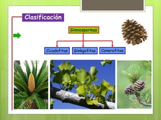 Clasificación
Gimnospermas
GinkgofitasCicadofitas Conerofitas
 