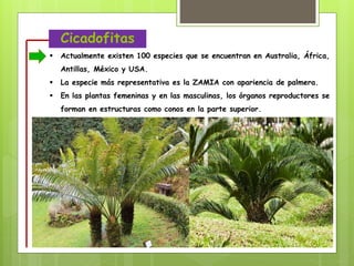  Actualmente existen 100 especies que se encuentran en Australia, África,
Antillas, México y USA.
 La especie más representativa es la ZAMIA con apariencia de palmera.
 En las plantas femeninas y en las masculinas, los órganos reproductores se
forman en estructuras como conos en la parte superior.
Cicadofitas
 