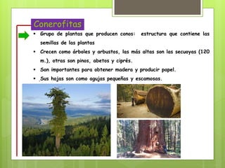 Conerofitas
.
.
 Grupo de plantas que producen conos: estructura que contiene las
semillas de las plantas
 Crecen como árboles y arbustos, las más altas son las secuoyas (120
m.), otras son pinos, abetos y ciprés.
 Son importantes para obtener madera y producir papel.
 Sus hojas son como agujas pequeñas y escamosas.
 