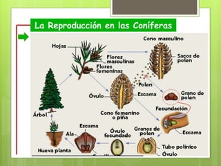 La Reproducción en las Coníferas
 