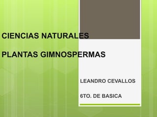 CIENCIAS NATURALES
PLANTAS GIMNOSPERMAS
LEANDRO CEVALLOS
6TO. DE BASICA
 