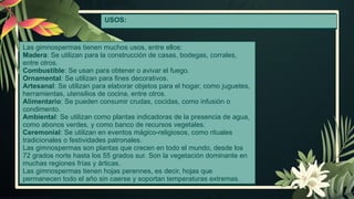 USOS:
Las gimnospermas tienen muchos usos, entre ellos:
Madera: Se utilizan para la construcción de casas, bodegas, corrales,
entre otros.
Combustible: Se usan para obtener o avivar el fuego.
Ornamental: Se utilizan para fines decorativos.
Artesanal: Se utilizan para elaborar objetos para el hogar, como juguetes,
herramientas, utensilios de cocina, entre otros.
Alimentario: Se pueden consumir crudas, cocidas, como infusión o
condimento.
Ambiental: Se utilizan como plantas indicadoras de la presencia de agua,
como abonos verdes, y como banco de recursos vegetales.
Ceremonial: Se utilizan en eventos mágico-religiosos, como rituales
tradicionales o festividades patronales.
Las gimnospermas son plantas que crecen en todo el mundo, desde los
72 grados norte hasta los 55 grados sur. Son la vegetación dominante en
muchas regiones frías y árticas.
Las gimnospermas tienen hojas perennes, es decir, hojas que
permanecen todo el año sin caerse y soportan temperaturas extremas.
 