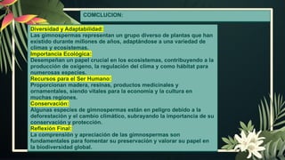 COMCLUCION:
Diversidad y Adaptabilidad:
Las gimnospermas representan un grupo diverso de plantas que han
existido durante millones de años, adaptándose a una variedad de
climas y ecosistemas.
Importancia Ecológica:
Desempeñan un papel crucial en los ecosistemas, contribuyendo a la
producción de oxígeno, la regulación del clima y como hábitat para
numerosas especies.
Recursos para el Ser Humano:
Proporcionan madera, resinas, productos medicinales y
ornamentales, siendo vitales para la economía y la cultura en
muchas regiones.
Conservación:
Algunas especies de gimnospermas están en peligro debido a la
deforestación y el cambio climático, subrayando la importancia de su
conservación y protección.
Reflexión Final:
La comprensión y apreciación de las gimnospermas son
fundamentales para fomentar su preservación y valorar su papel en
la biodiversidad global.
 