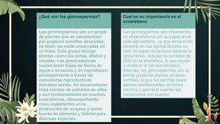 ¿Qué son los gimnospermas?
Las gimnospermas son un grupo
de plantas que se caracterizan
por producir semillas desnudas,
es decir, no están encerradas en
un fruto. Este grupo incluye
plantas como los pinos, abetos y
cícadas. Las gimnospermas
suelen tener hojas en forma de
aguja o escamas y se reproducen
principalmente a través de
estructuras reproductivas
llamadas conos. Se desarrollaron
hace cientos de millones de años
y son fundamentales en muchos
ecosistemas, desempeñando
roles importantes en la
producción de oxígeno y como
fuente de alimento y hábitat para
diversas especies.
Cual es su importancia en el
ecosistema:
Las gimnospermas son importantes
en el ecosistema por su papel en el
ciclo del carbono, ya que almacenan
carbono en sus tejidos durante su
vida. Al captar el carbono durante la
fotosíntesis, reducen la cantidad de
CO2 en la atmósfera, lo que ayuda
a moderar el cambio climático.
Además, las gimnospermas son el
primer grupo de plantas en tener
semillas, lo que les permite pasar
épocas desfavorables de forma
inactiva y germinar cuando las
condiciones son buenas.
 