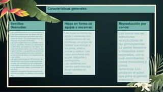 Características generales:
Semillas
Desnudas:
Las gimnospermas son las semillas d
e las gimnospermas, es decir, las pla
ntas que producen semillas que no c
ubren el fruto. Las gimnospermas no
florecen ni producen frutos.
Las gimnospermas son plantas con v
asos y semillas. Parece un sistema re
productivo, de madera o de carne. El
cono femenino tiene uno o más óvulo
s por bráctea. Los granos de polen tie
nen forma ovalada con dos estructur
as en forma de alas y se dispersan co
n el viento.
Las gimnospermas se diferencian de
las plantas con flores angiospermas
en que las semillas de las angiosper
mas están encerradas en un ovario, q
ue se desarrolla hasta convertirse en
un fruto.
Algunos ejemplos de gimnospermas
son las cícadas, el ginkgo y las conífe
ras.
Hojas en forma de
agujas o escamas:
Las hojas en forma de
aguja o escamas son
características de las
coníferas, un grupo de
plantas que incluye a
los pinos, abetos,
píceas y cedros. Las
hojas aciculares son
largas, delgadas y
puntiagudas.
Las coníferas son
plantas perennes que
llevan semillas en
conos.
Reproducción por
conos:
Los conos son las
estructuras
reproductoras de
las gimnospermas.
La partes femenina
y masculina están
separadas, con lo
cual encontramos
conos masculinos y
conos
femeninos. Los
producen el polen
que porta el gameto
masculino.
 
