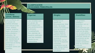 CLASIFICACION
DEVICIONES PRINCIPALES:
Coníferas
(pinos, abetos):
Las coníferas son
un grupo de
plantas leñosas
que incluye a los
pinos, abetos,
cedros, enebros,
tejos, secuoyas, y
otros árboles y
arbustos. Se
caracterizan por
ser resistentes al
frío, tener hojas
perennes en forma
de aguja, y
producir conos con
semillas.
Cigarras:
Las cícadas son
un grupo de
gimnospermas
que pertenecen a
la división
Cycadophyta.
Son plantas de
aspecto palmado
que han existido
desde la era
mesozoica.
Gingko:
Ginkgo es un
género de
gimnospermas. Este
clado, de amplia
distribución temporal
pues se conocen
fósiles desde el
Triásico hasta el
Mioceno, tuvo su
máxima diversidad
durante el
Mesozoico. De las
más de 30 especies
conocidas
únicamente una de
ellas, Ginkgo biloba,
sobrevive en la
actualidad.
Gnetófitas:
Las gnetales,
gnétidas o
gnetofitas, son un
grupo de
gimnospermas que
incluye tres familias,
cada una de ellas
con un solo género.
Las gnetales son de
particular interés en
la evolución de las
plantas porque
poseen caracteres
tanto de coníferas
como de
angiospermas.
 