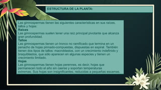 ESTRUCTURA DE LA PLANTA:
Las gimnospermas tienen las siguientes características en sus raíces,
tallos y hojas:
Raíces
Las gimnospermas suelen tener una raíz principal pivotante que alcanza
gran profundidad.
Tallos
Las gimnospermas tienen un tronco no ramificado que termina en un
penacho de hojas pinnado-compuestas, dispuestas en espiral. También
tienen dos tipos de tallos: macroblastos, con un crecimiento indefinido y
braquiblastos, que sólo aparecen en algunas especies y tienen un
crecimiento limitado.
Hojas
Las gimnospermas tienen hojas perennes, es decir, hojas que
permanecen todo el año sin caerse y soportan temperaturas
extremas. Sus hojas son insignificantes, reducidas a pequeñas escamas.
 