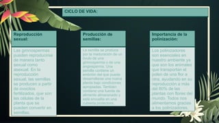 CICLO DE VIDA:
Reproducción
sexual:
Las gimnospermas
pueden reproducirse
de manera tanto
sexual como
asexual. En la
reproducción
sexual, las semillas
se producen a partir
de ovocitos
fertilizados, que son
las células de la
planta que se
pueden convertir en
semillas.
Producción de
semillas:
La semilla se produce
por la maduración de un
óvulo de una
gimnosperma o de una
angiosperma. Una
semilla contiene un
embrión del que puede
desarrollarse una nueva
planta bajo condiciones
apropiadas. También
contiene una fuente de
alimento almacenado y
está envuelta en una
cubierta protectora.
Importancia de la
polinización:
Los polinizadores
son esenciales en
nuestro ambiente ya
que son los animales
que transportan el
polen de una flor a
otra, ayudando en su
reproducción a más
del 80% de las
plantas con flores del
mundo. Todos nos
alimentamos gracias
a los polinizadores.
 