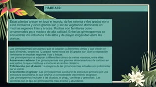 HABITATS:
Estas plantas crecen en todo el mundo, de los setenta y dos grados norte
a los cincuenta y cinco grados sur, y son la vegetación dominante en
muchas regiones frías y árticas. Muchas son familiares como
ornamentales para madera de alta calidad. Entre las gimnospermas se
encuentran los individuos más altos y de mayor longevidad entre las
plantas.
Las gimnospermas son plantas que se adaptan a diferentes climas y que crecen en
todo el mundo, desde los 72 grados norte hasta los 55 grados sur. Son la vegetación
dominante en muchas regiones frías y árticas.
Las gimnospermas se adaptan a diferentes climas de varias maneras, entre ellas:
Almacenan carbono: Las gimnospermas son grandes almacenadoras de carbono en
sus tejidos, lo que contribuye a moderar el cambio climático.
Polinización por el viento: La mayoría de las gimnospermas actuales son polinizadas
por el viento.
Crecimiento en grosor: Las gimnospermas sustituyen la estructura primaria por una
estructura secundaria, lo que origina un considerable crecimiento en grosor.
Las gimnospermas incluyen a las cicadas, el yingo, coníferas y gnetofitas. Las
coníferas son el tipo de gimnosperma más diverso y abundante.
 