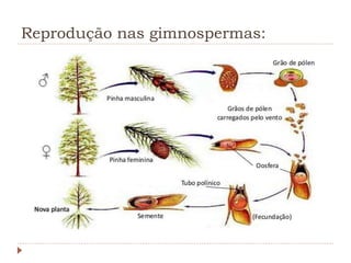 Reprodução nas gimnospermas:
 