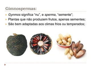 Gimnospermas:
 Gynmos significa “nu”, e sperma, “semente”;
 Plantas que não produzem frutos, apenas sementes;
 São bem adaptadas aos climas frios ou temperados;
 