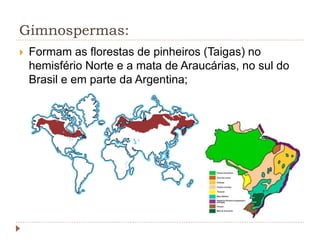 Gimnospermas:
 Formam as florestas de pinheiros (Taigas) no
hemisfério Norte e a mata de Araucárias, no sul do
Brasil e em parte da Argentina;
 