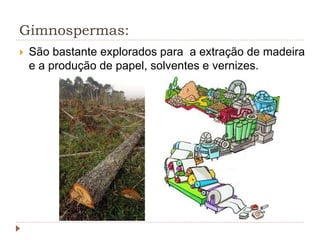 Gimnospermas:
 São bastante explorados para a extração de madeira
e a produção de papel, solventes e vernizes.
 